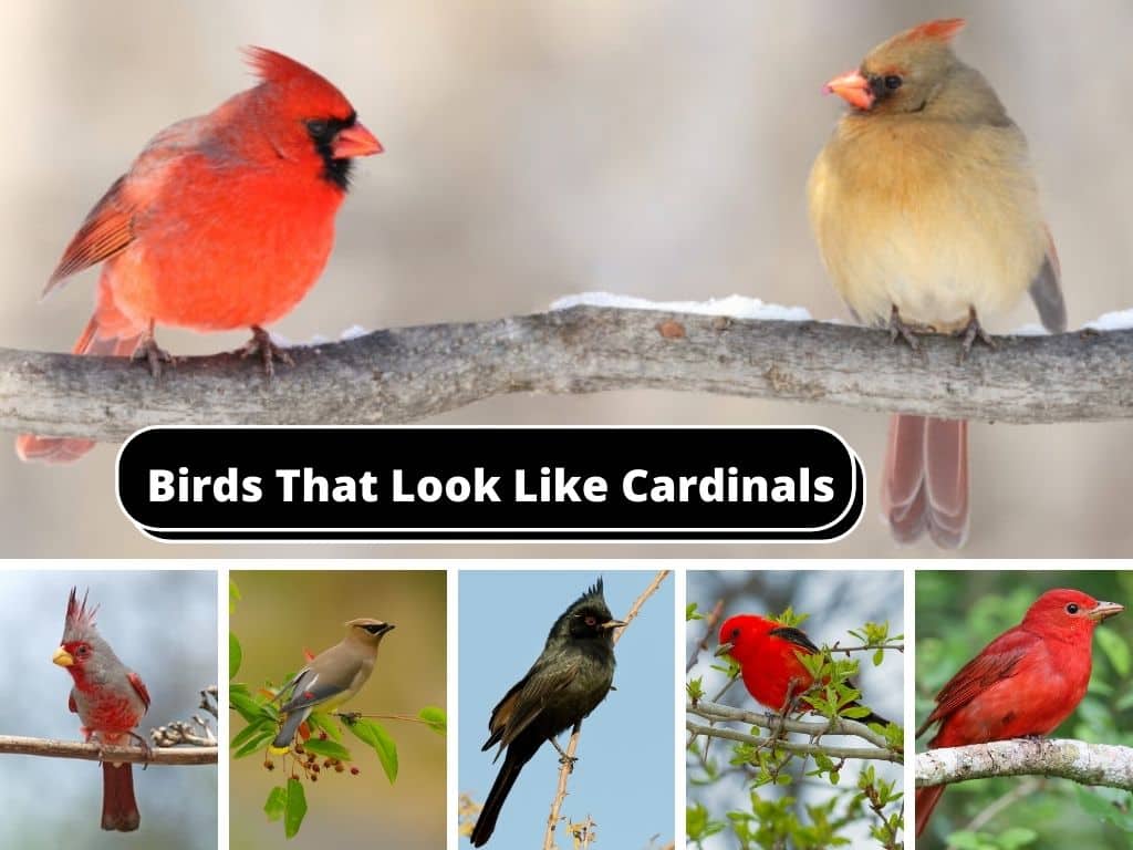 Birds That Look Like Cardinals