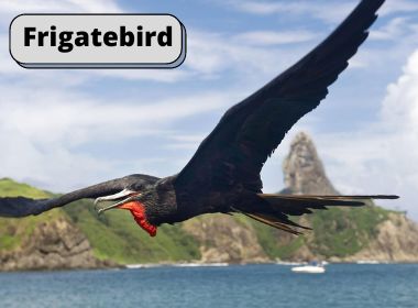 Sea world birds frigatebird