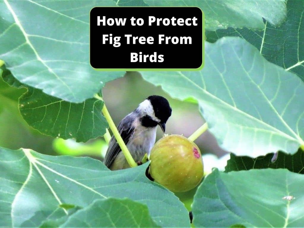 how to protect fig tree from birds