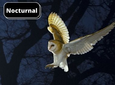 Nocturnal species