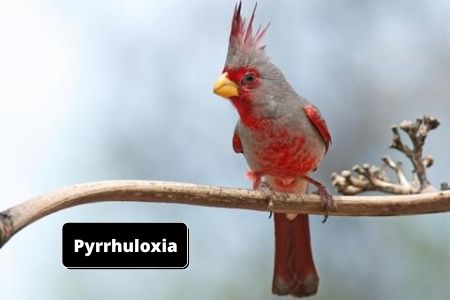 Pyrrhuloxia | birds that look like cardinals