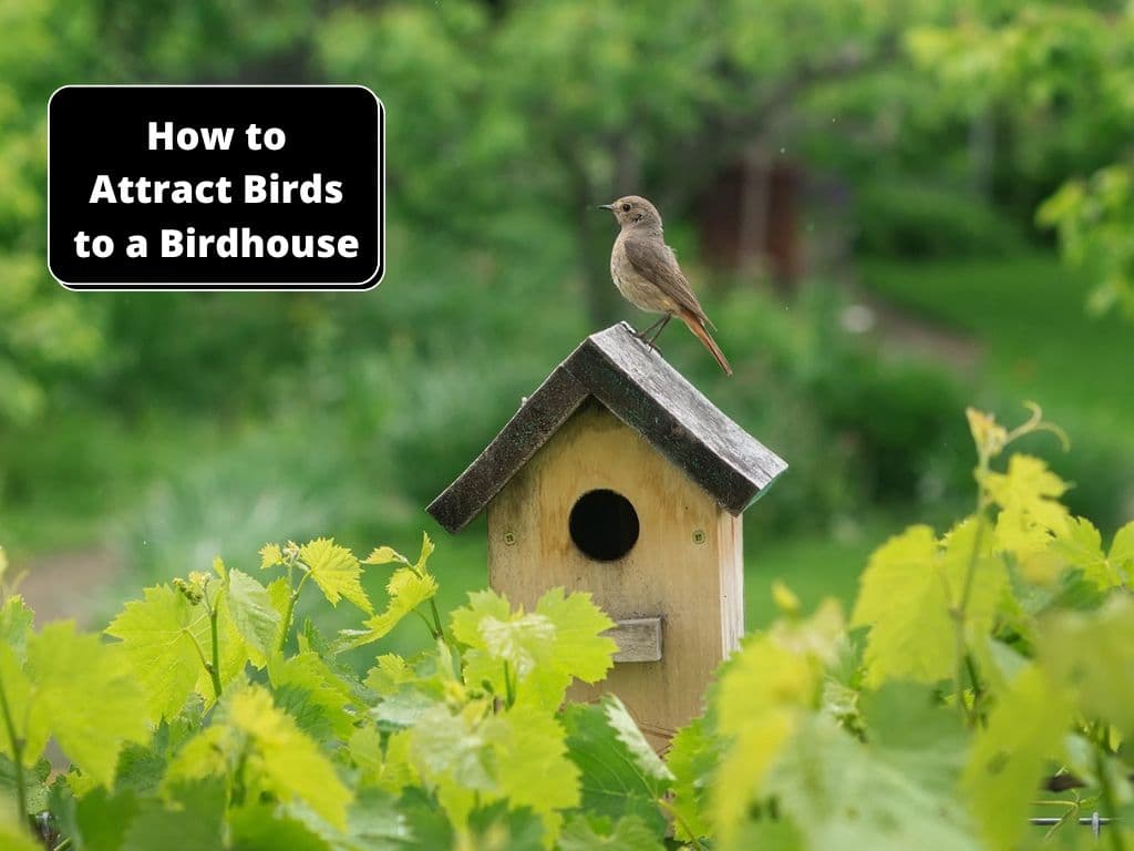 how to attract birds to a birdhouse