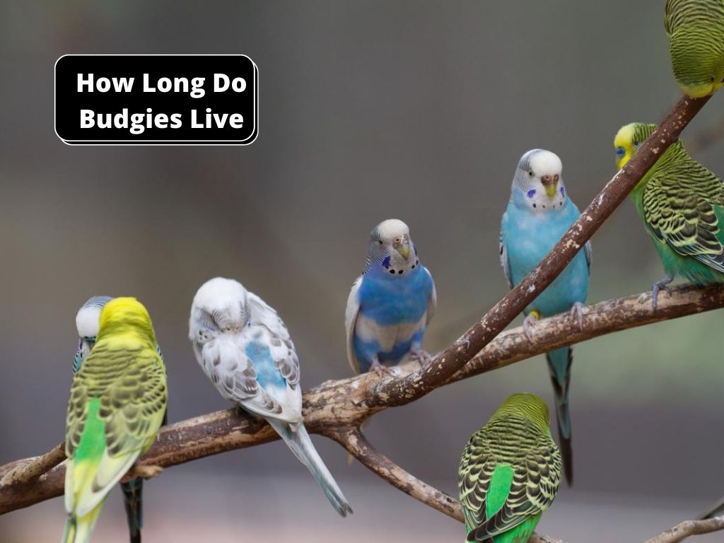 How long do budgies live