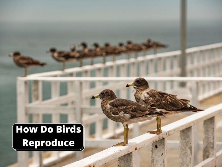 How Do Birds Reproduce The Guide Of BirdsMaster Birds Master