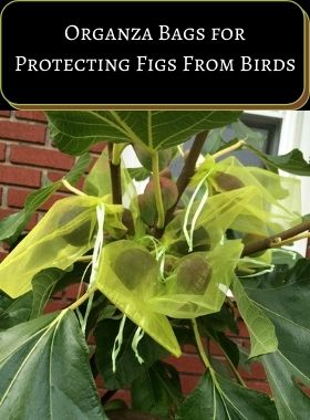 Organza Bags for Protecting Figs From Birds