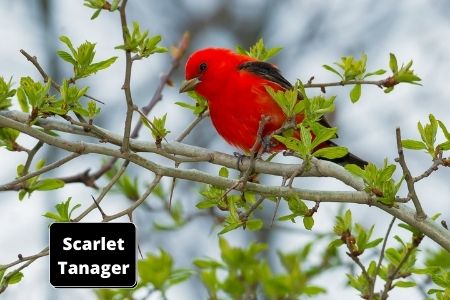 birds that look like cardinals | Scarlet Tanager