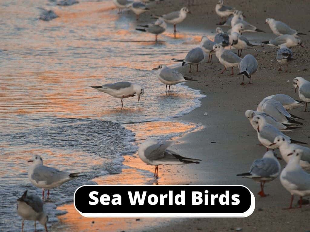 Sea world birds