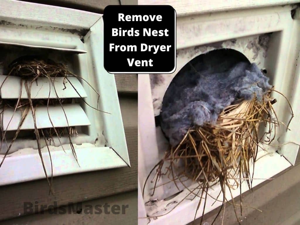 remove birds nest from dryer vent