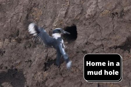 Home in a mud hole