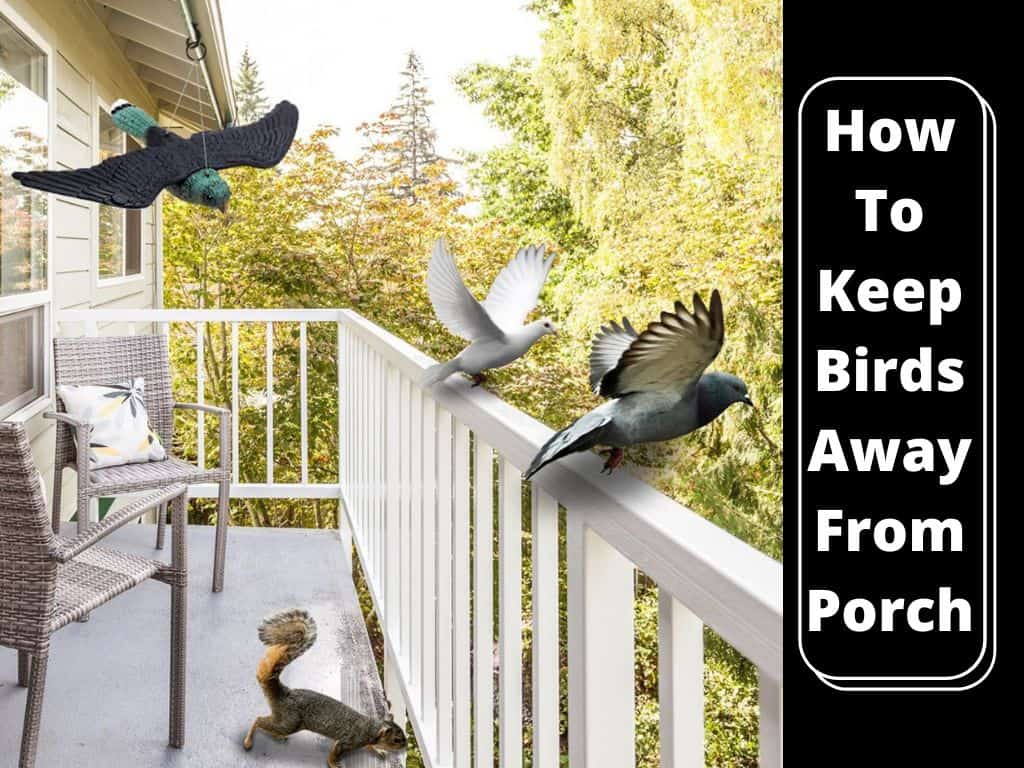 how to keep birds away from porch