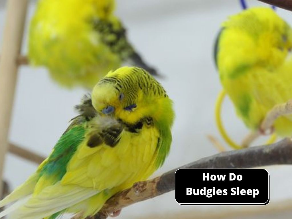 How do budgies sleep