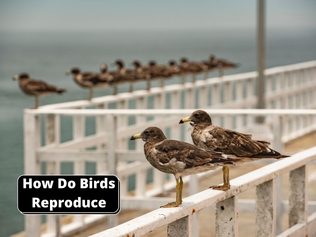 how do birds reproduce