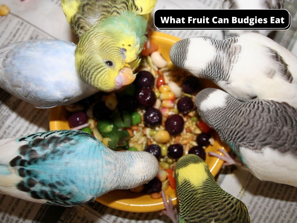 what fruit can budgies eat